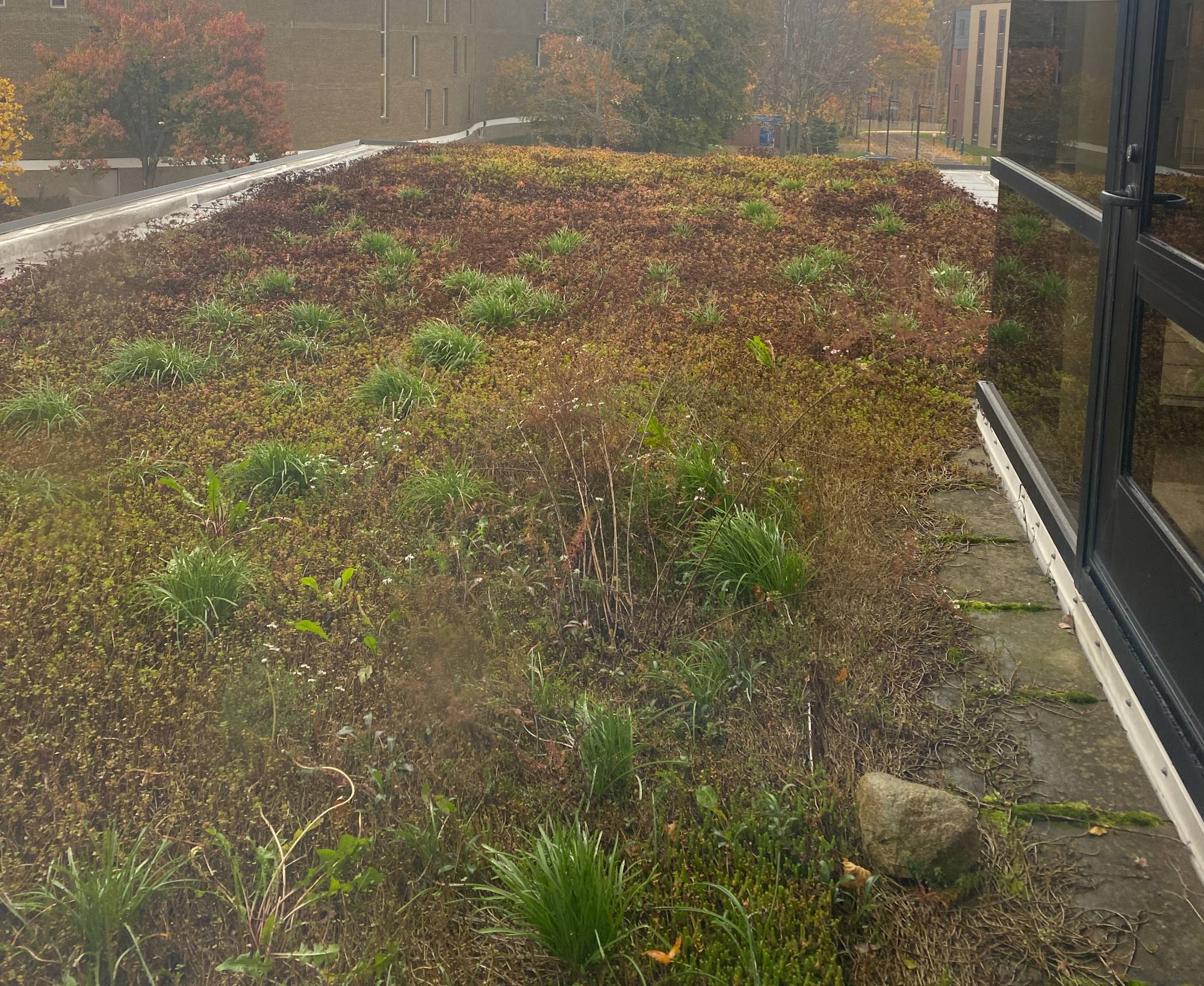 Green Roofs at GVSU on second floor of Mackinaw Hall